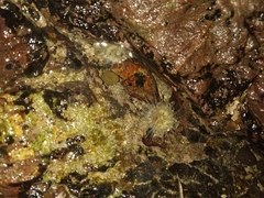 Anthopleura dixoniana