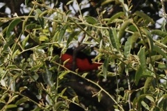 Laniarius erythrogaster