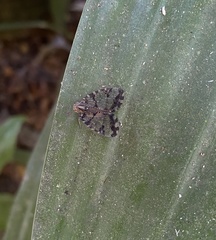 Nogodinidae