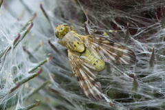 Terellia nigronota