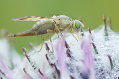 Terellia nigronota