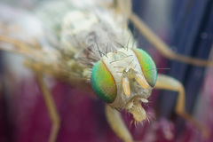 Terellia nigronota