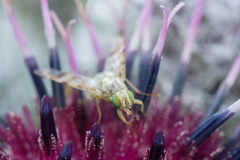 Terellia nigronota