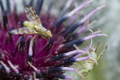 Terellia nigronota