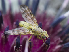 Terellia nigronota