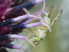Terellia nigronota