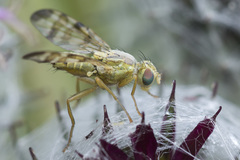 Terellia nigronota