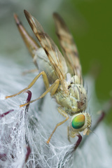 Terellia nigronota