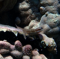 Many-Toothed Blenny photo 3