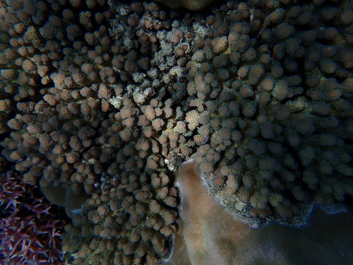Acropora sarmentosa observed 2025-11-03