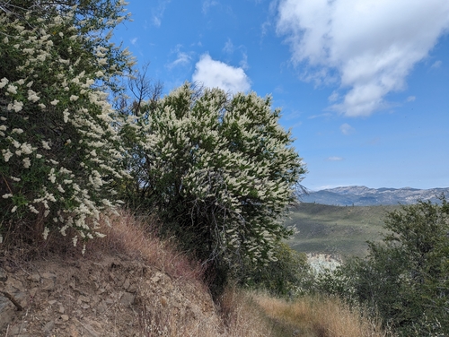 Palmer ceanothus (Ceanothus palmeri)