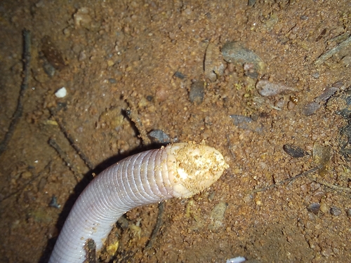 Dusky Spade-snouted Worm Lizard, Monopeltis infuscata