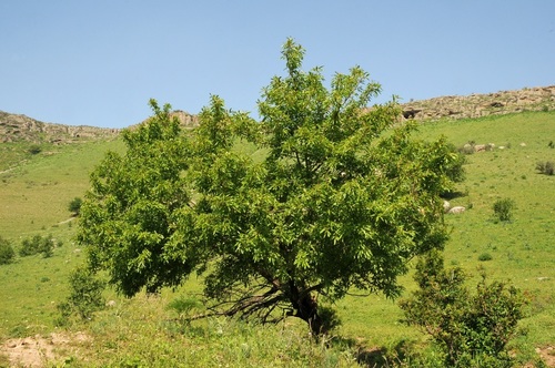 Prunus persica