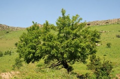 Prunus persica persica