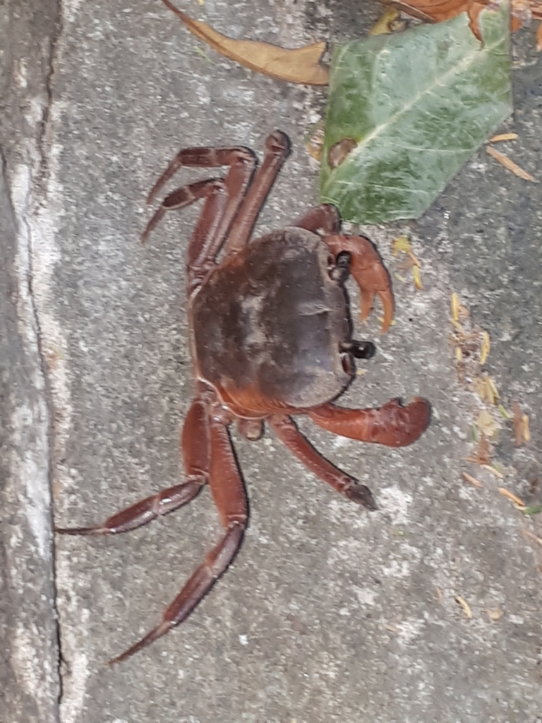 Dromothelphusa