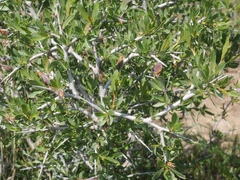 Prunus spinosissima