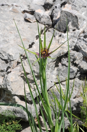 Tragopogon porrifolius L.