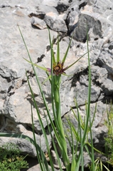 Tragopogon coelesyriacus
