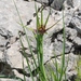 Tragopogon coelesyriacus - Photo (c) vladimir_epiktetov, μερικά δικαιώματα διατηρούνται (CC BY-NC), uploaded by vladimir_epiktetov