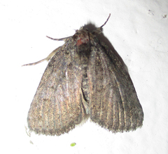 Prionofrontia erygidia