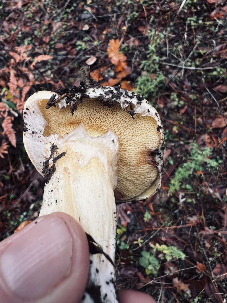 Suillus caerulescens · November 2025 · photo: © nannss (iNaturalist, cc-by)