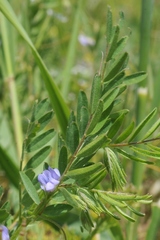 Vicia orientalis