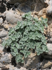 Scutellaria immaculata