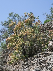 Atraphaxis pyrifolia