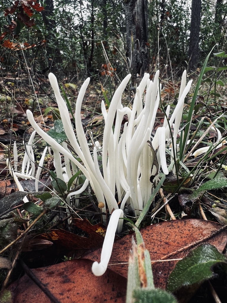 Clavaria fragilis · November 2025 · photo: © nannss (iNaturalist, cc-by)