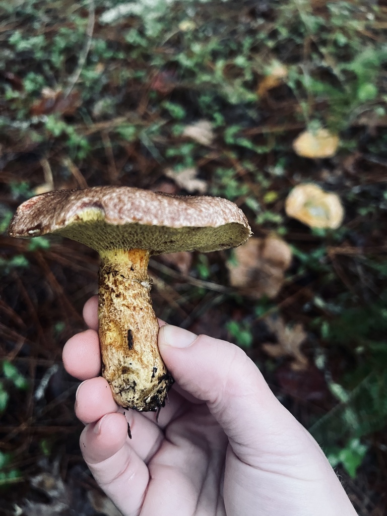 Suillus lakei