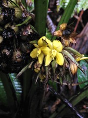 Molineria capitulata