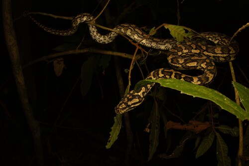 Jungle Carpet Python sighting