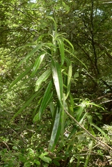 Melicytus lanceolatus