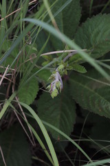 Cyphostemma lanigerum