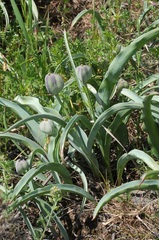 Tulipa lemmersii