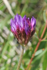 Astragalus stenanthus