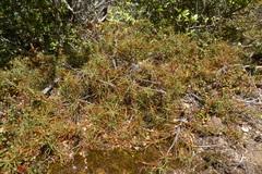 Dracophyllum recurvum