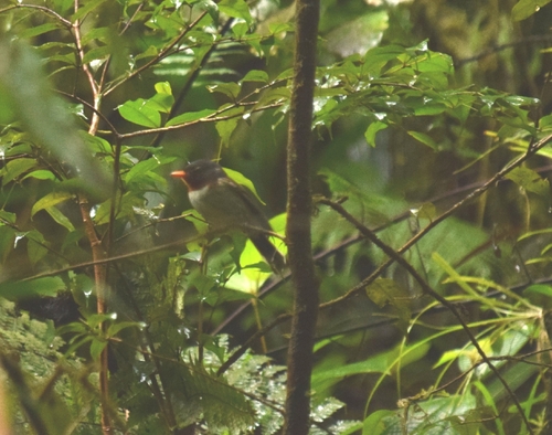 Chestnut-throated Flycatcher (Myiagra castaneigularis)