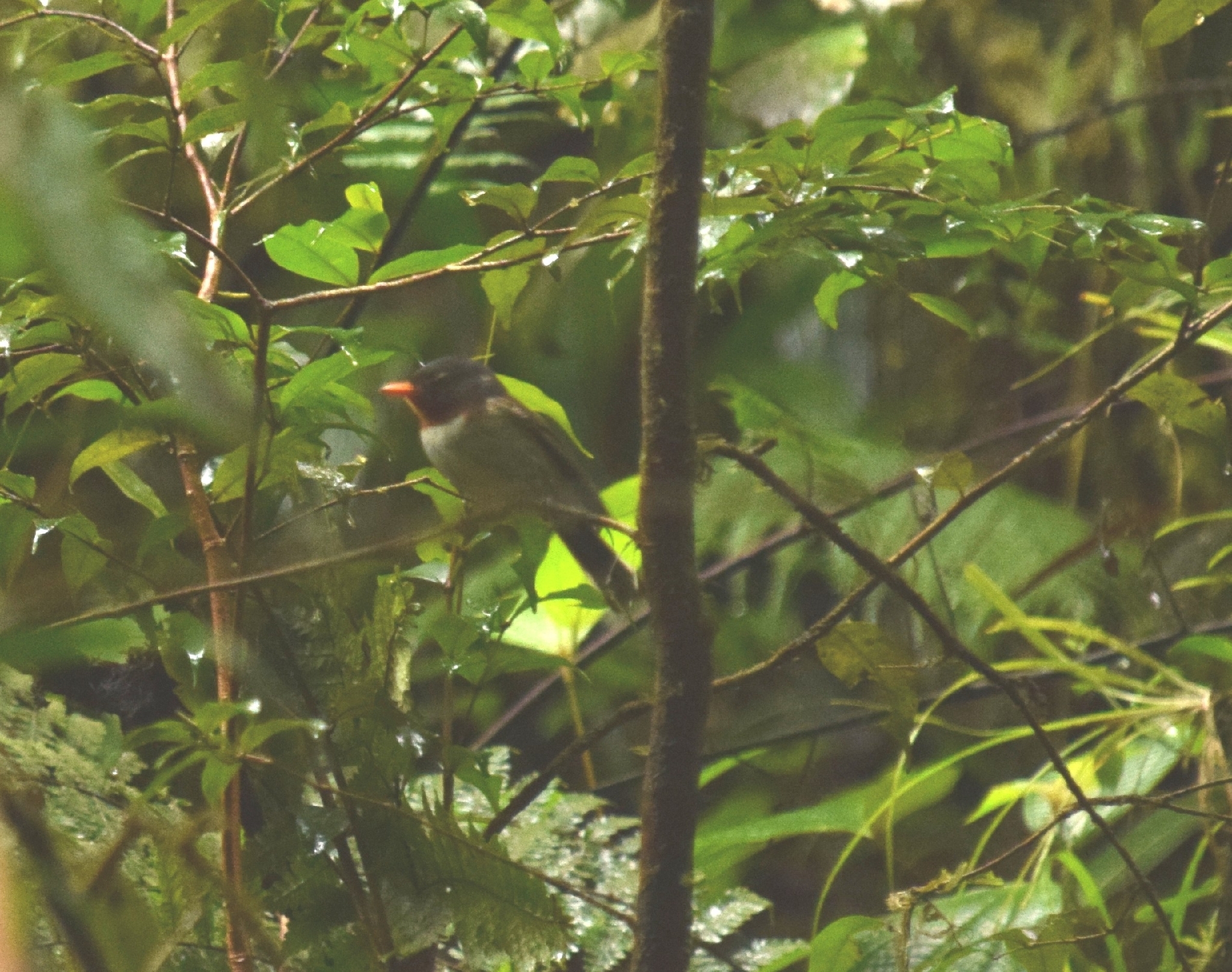Chestnut-throated Flycatcher (Myiagra castaneigularis), photo 1