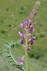 Oxytropis ornata