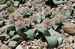 Allium karataviense