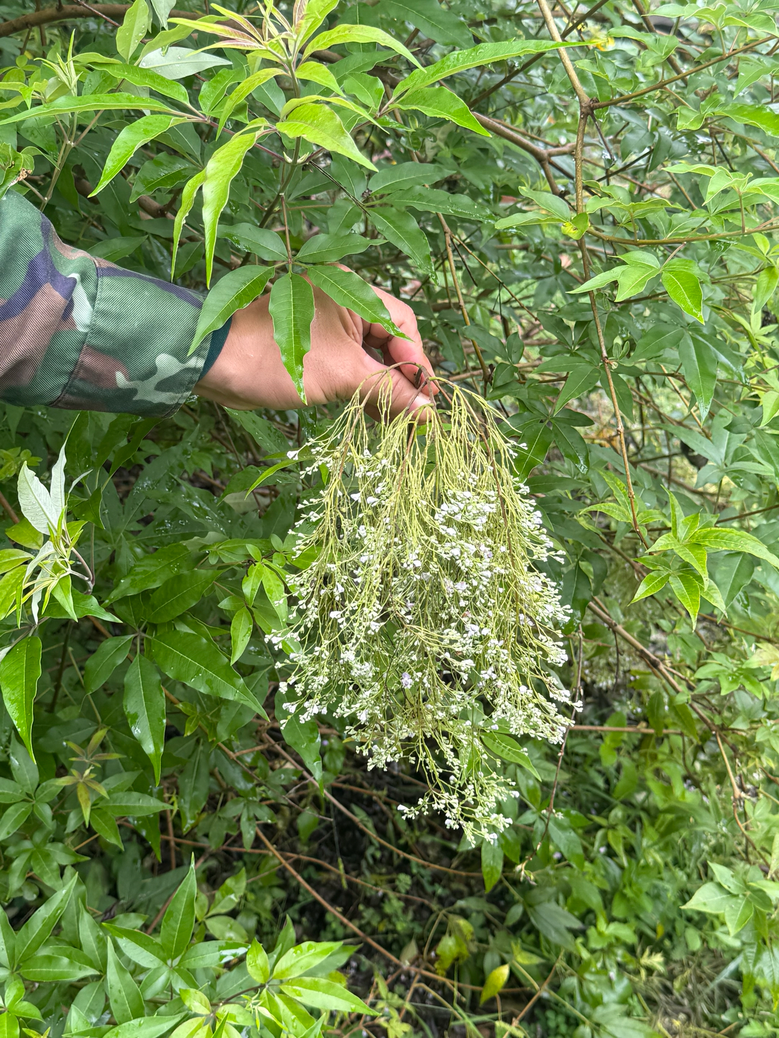 Vitex negundo (Vitex negundo)