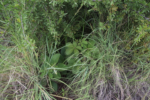 Cyphostemma lanigerum