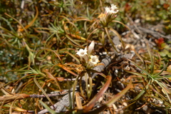 Dracophyllum recurvum