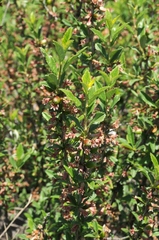 Prunus prostrata concolor