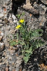 Sibbaldianthe orientalis
