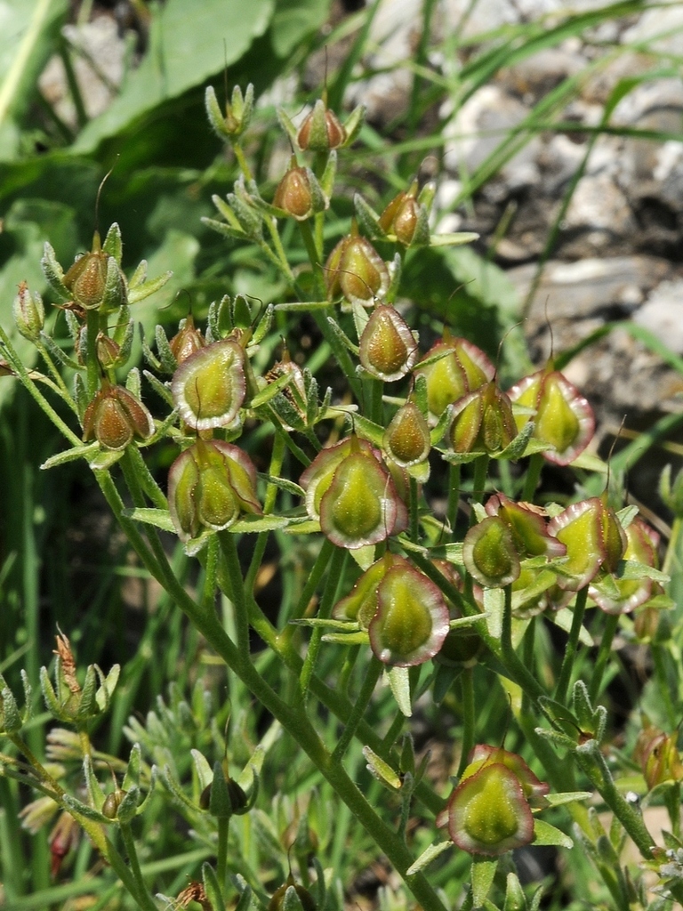 Rindera echinata