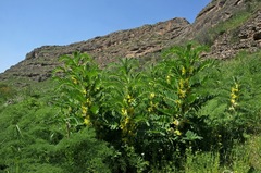 Astragalus sieversianus