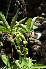 Gymnospermium albertii