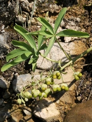 Gymnospermium albertii